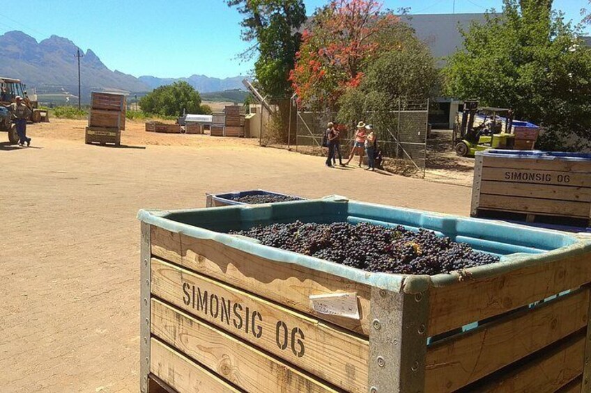 Full day wine tour to Stellenbosch & Franschhoek | Includes lunch & tastings