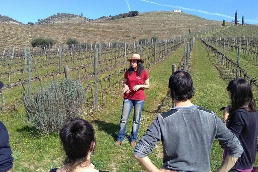 Douro Valley Tour with Visit to two Vineyards, River Cruise and Lunch at Winery