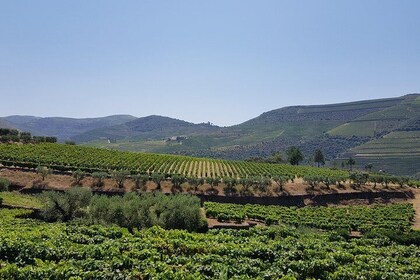Douro Valley Tour with Visit to two Vineyards, River Cruise and Lunch at Wi...