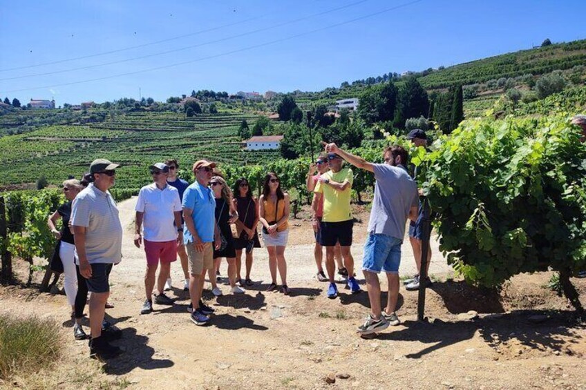 Douro Valley Tour: 2 Vineyard Visits, River Cruise, Winery Lunch