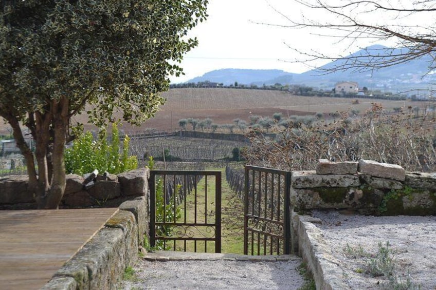 Douro Valley Wine Tour: Visit to Three Vineyards with Wine Tastings and Lunch