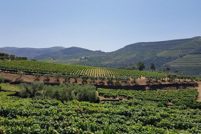 Douro Valley Wine Tour: Visit to Three Vineyards with Wine Tastings and Lunch