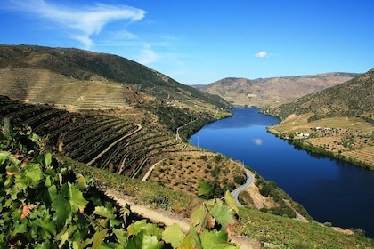 杜罗河谷葡萄酒之旅：参观三个葡萄园，品尝葡萄酒和午餐