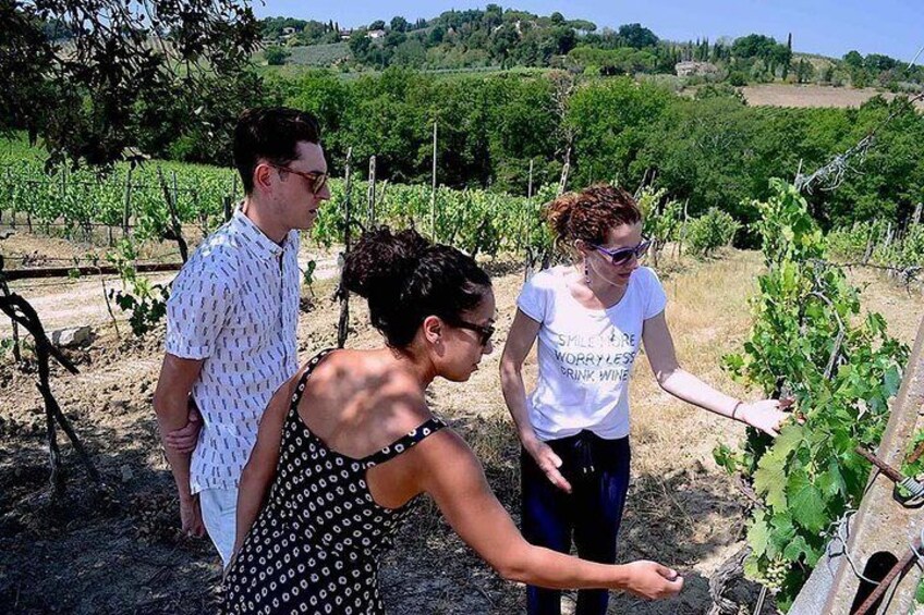 Explore a vineyard of Vernaccia