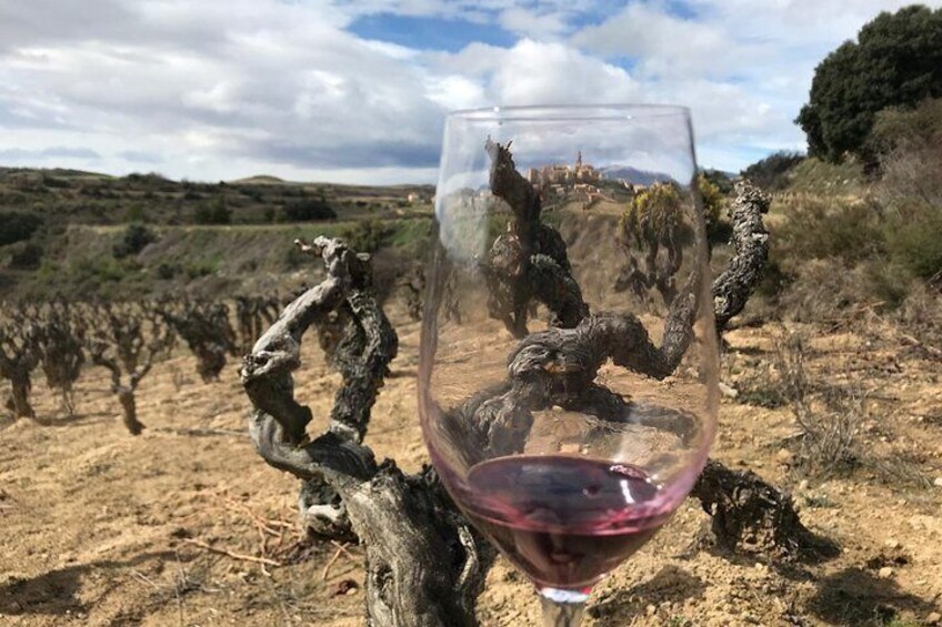 Wine tasting in centenary vineyard