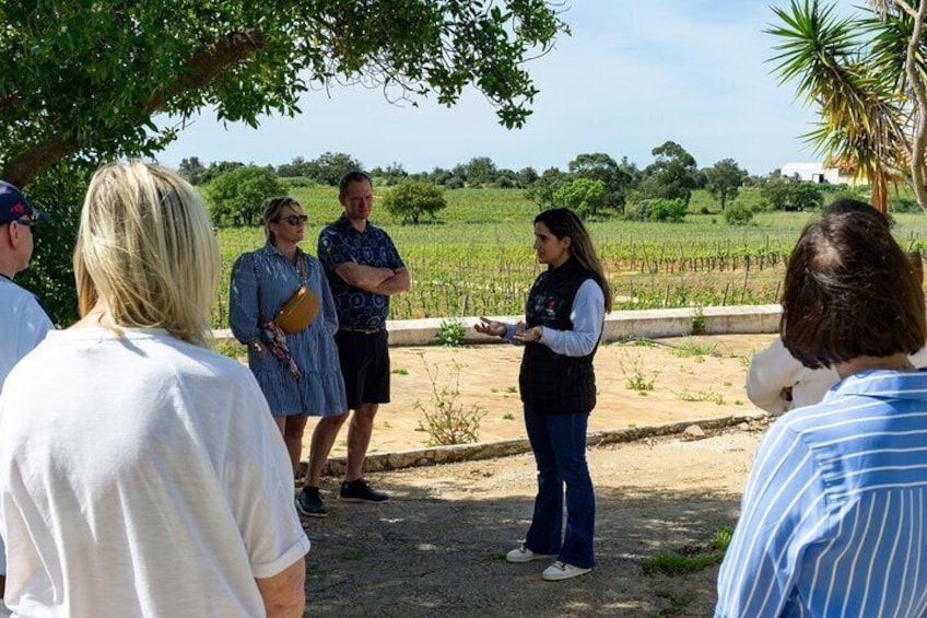 Small-Group Wine Tour & Silves Exploration (from Albufeira)