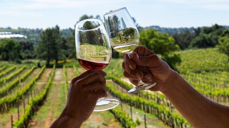 Full-Day Tour of Algarve Wineries from Albufeira