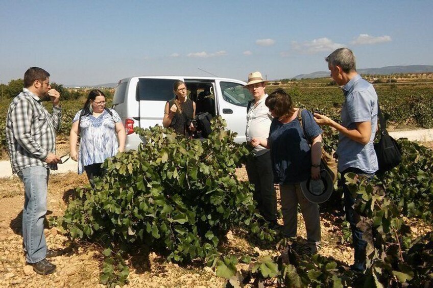 tasting wine grapes during harvest time