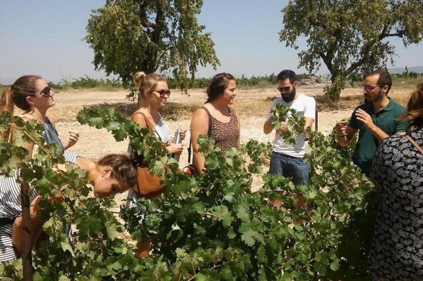 visiting the vineyards to learn about growing grapes