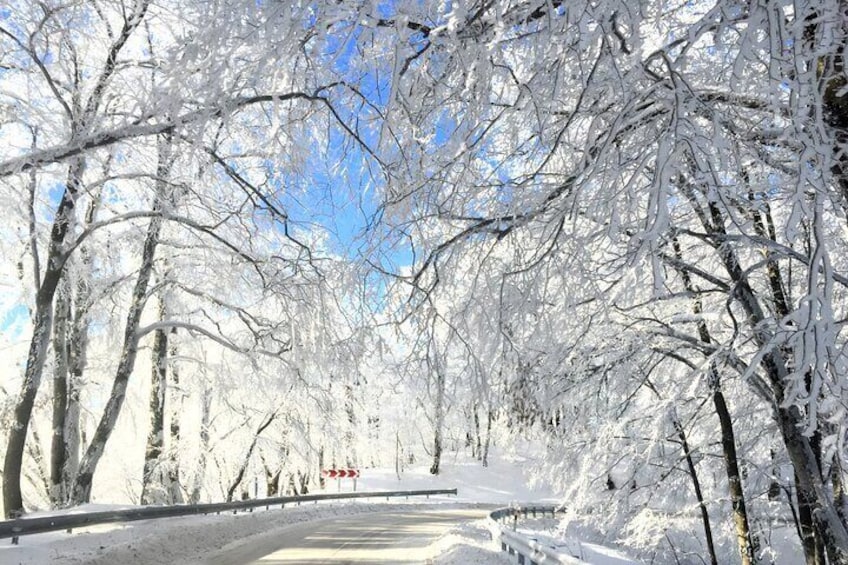 Winter magic in Sabaduri forest