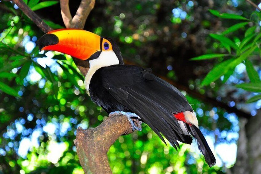 Toco Tucan at the Birds Park