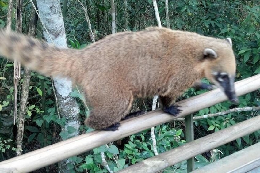 Full-Day Trip to Iguazú National Park with Small-Group