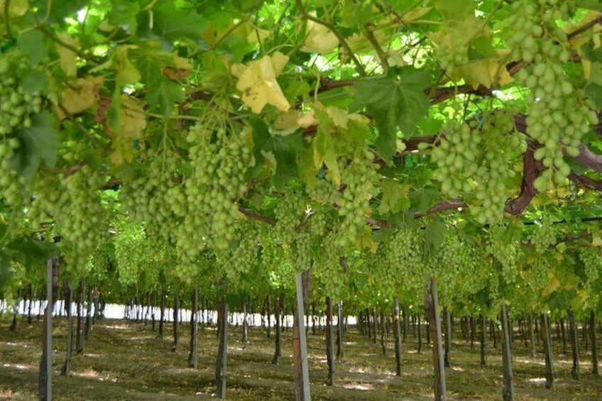 Show item 3 of 11. Seedless Grapes Farm Tour