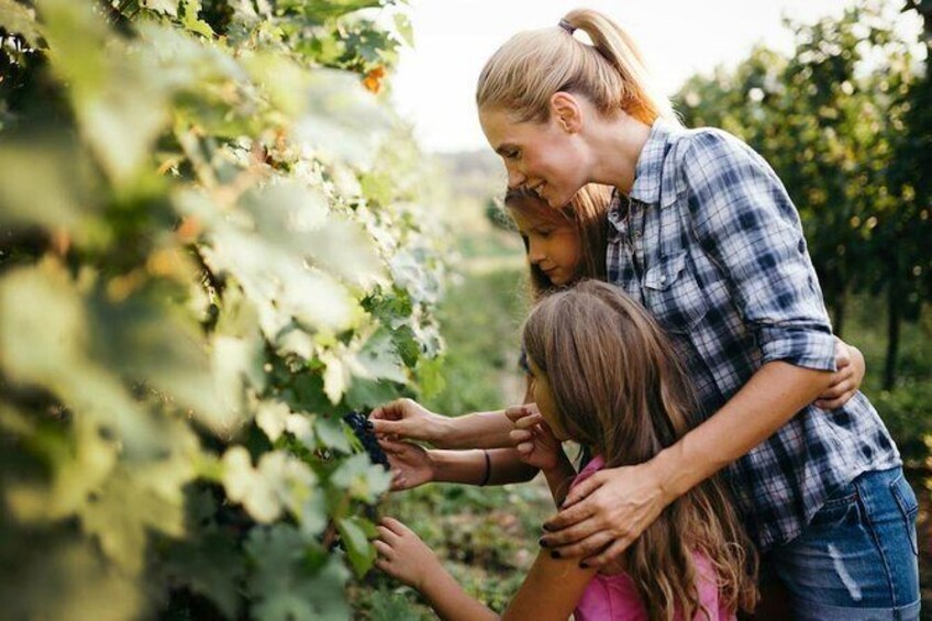 Show item 2 of 11. Seedless Grapes Farm Tour