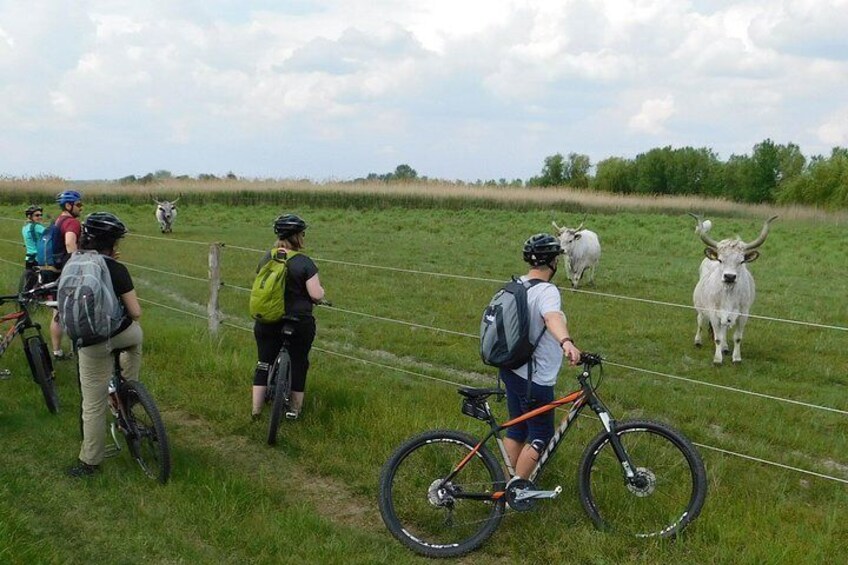 Bike Subotica & Palic Lake Tour