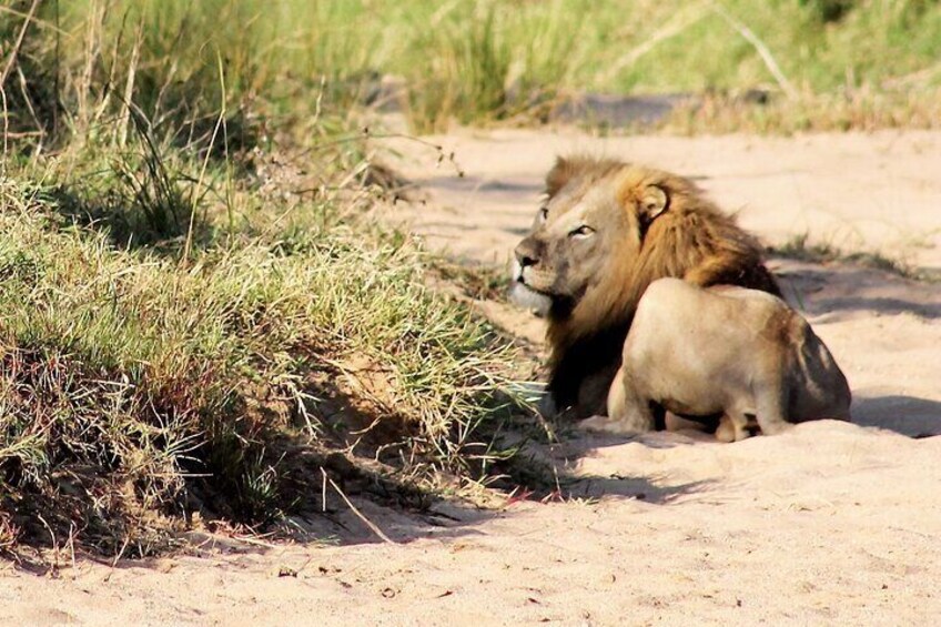 Hluhluwe Game Drive - Half day