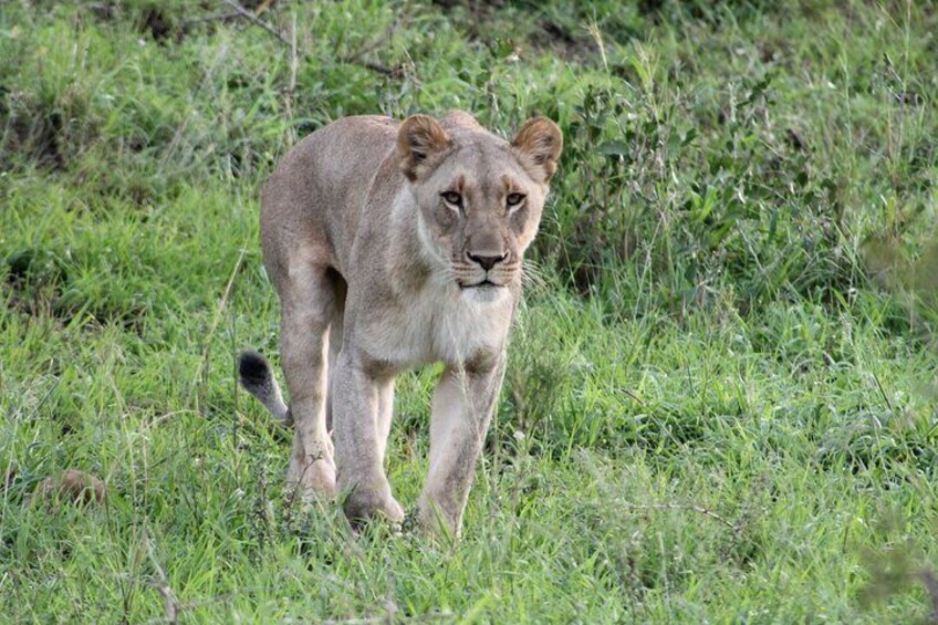 Hluhluwe Game Drive - Half day