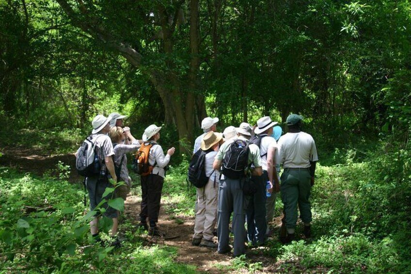 Fig Forest Walk