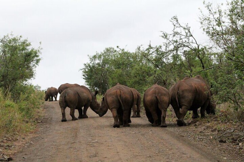 Hluhluwe Game Drive - Full day with lunch