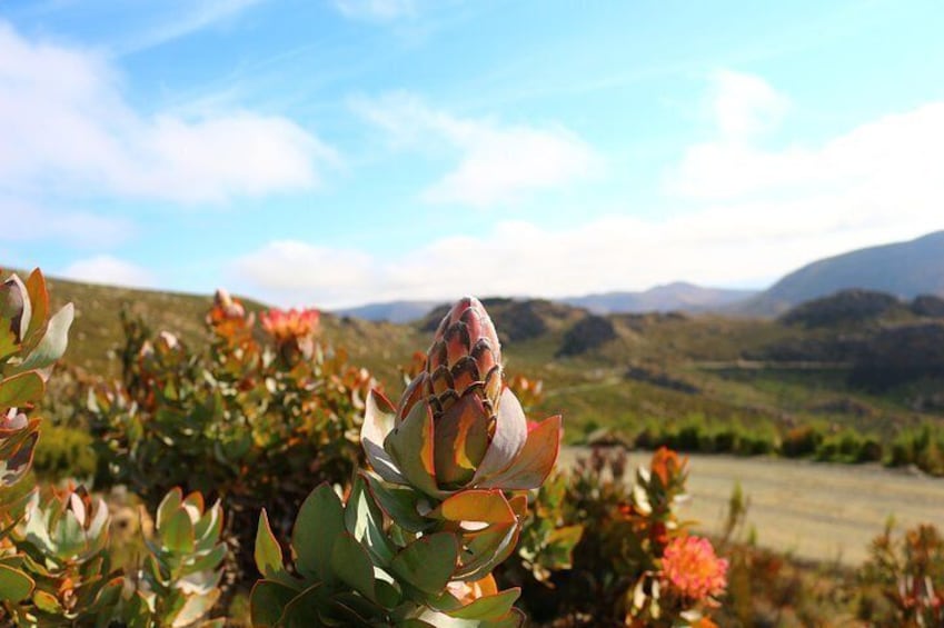 Show item 5 of 7. Swartberg Sunset Tour and Dinner