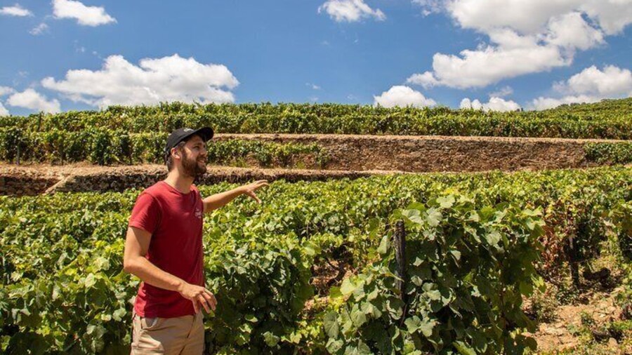 Vineyards explanation at a wine estate