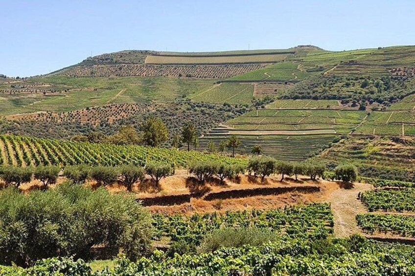 Vineyards Douro Valley