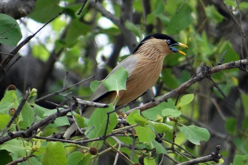 Bharatpur Birding tour from Agra