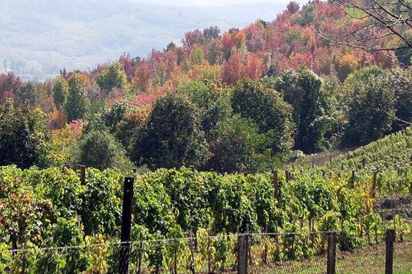 Royal Vineyards at Oplenac Hill