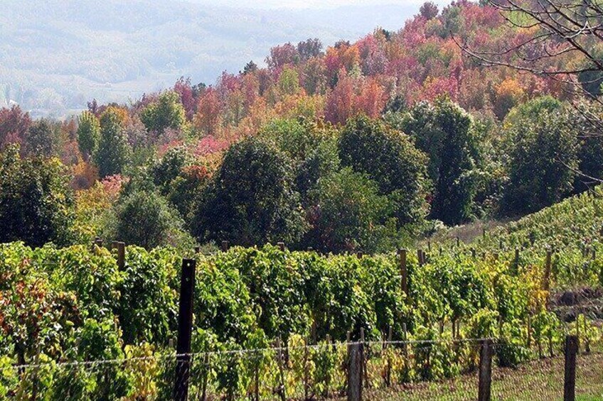 Royal Vineyards at Oplenac Hill