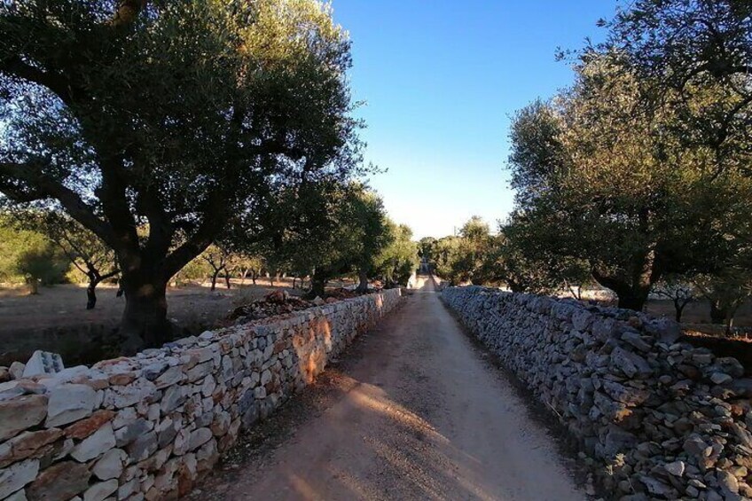 visit of MARTINA FRANCA-CISTERNINO and CEGLIE MESSAPICA from Bari