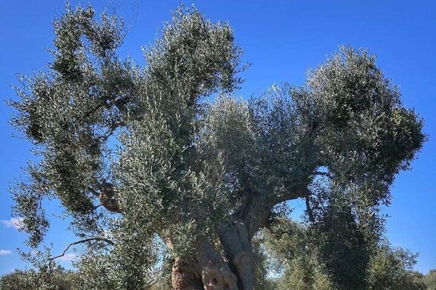 Day Tour of Bari, Alberobello, Matera