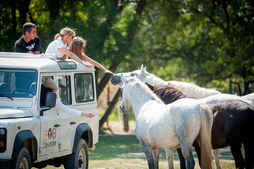 3 Hour Camargue 4x4 Safari from Le Grau-du Roi