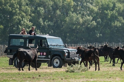 3.5 Hour Camargue 4x4 Safari from Le Grau-du Roi