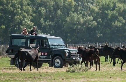 4x4 Safari Half Day with Meals (5h30)