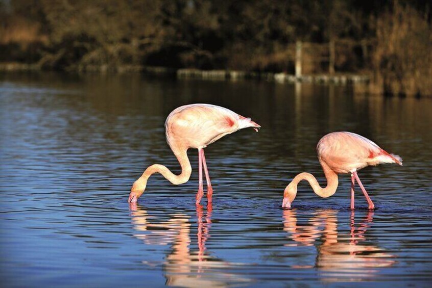 Camargue 4x4 Safari from La Grande Motte (half day trip)