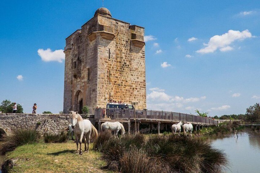 Camargue 4x4 Safari from La Grande Motte (half day trip)