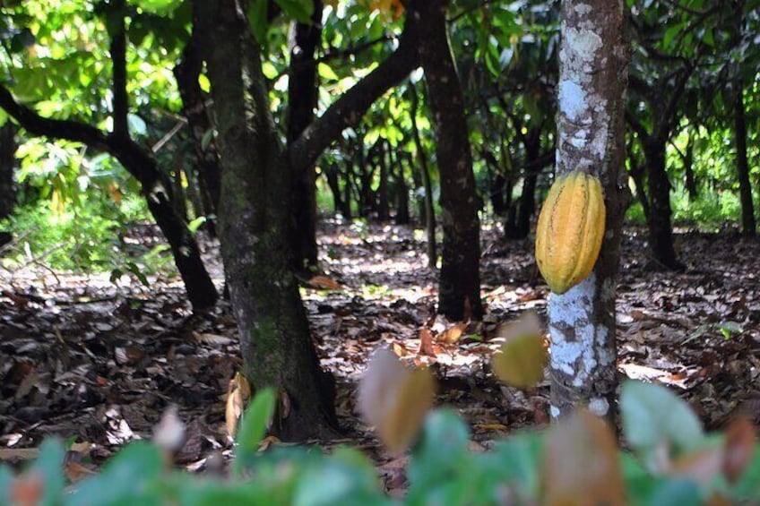 Cacao Plantation and Chocolate Factory Tour- Chocolate Lovers