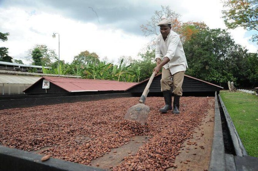 Cacao Plantation and Chocolate Factory Tour