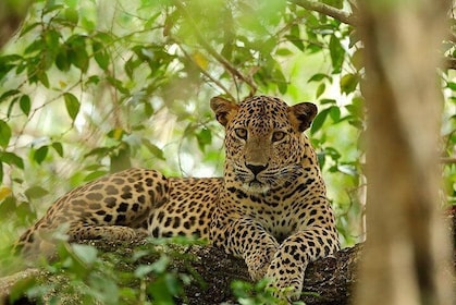 Full Day Safari at Wilpattu With Picnic Breakfast and Lunch