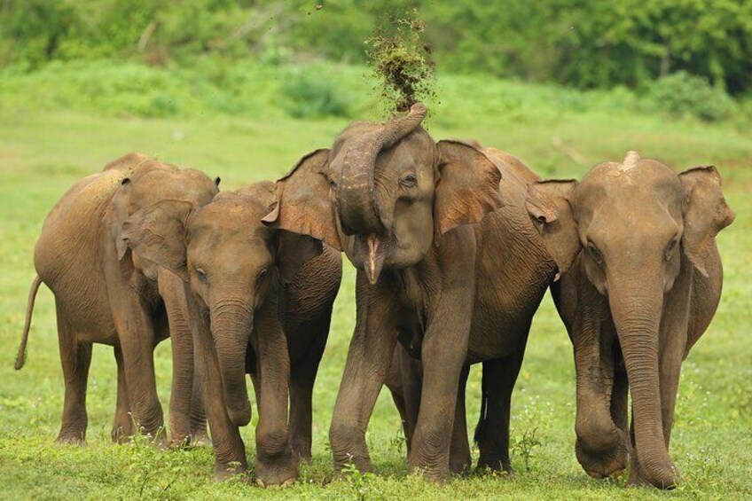 Udawalawe National Park