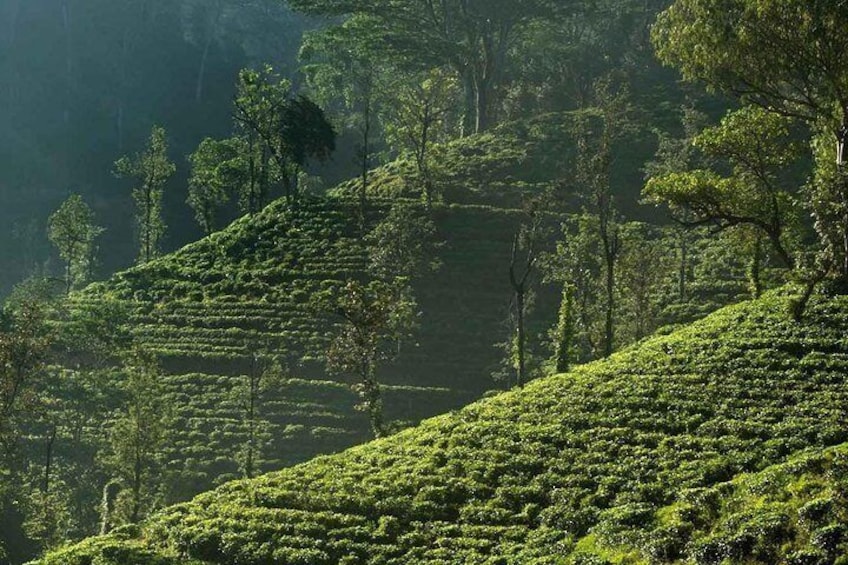 Tea Plantation 