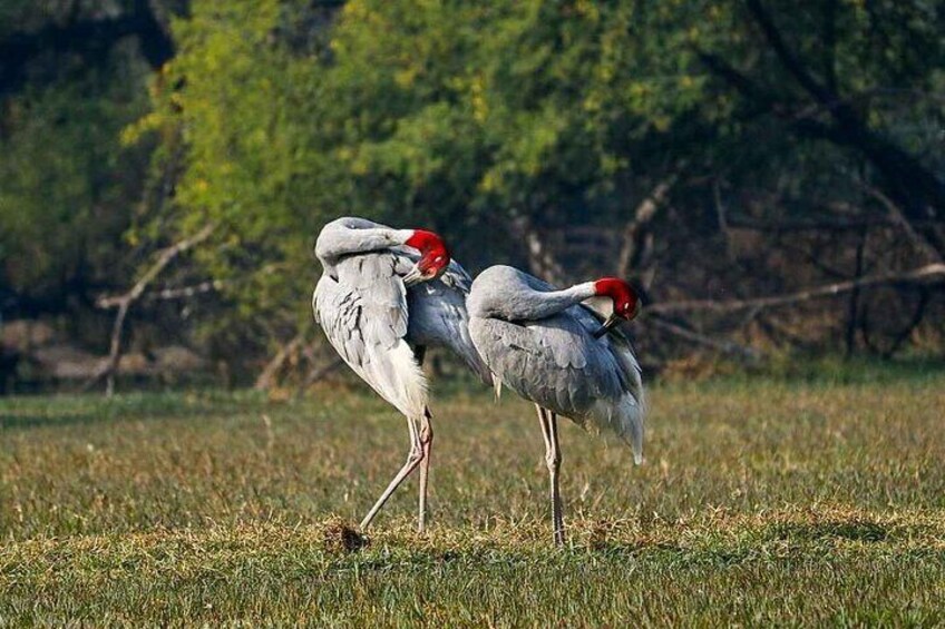 Keoladeo Birds Park Tour From Agra To Jaipur Including Entry & Lunch (Optional)