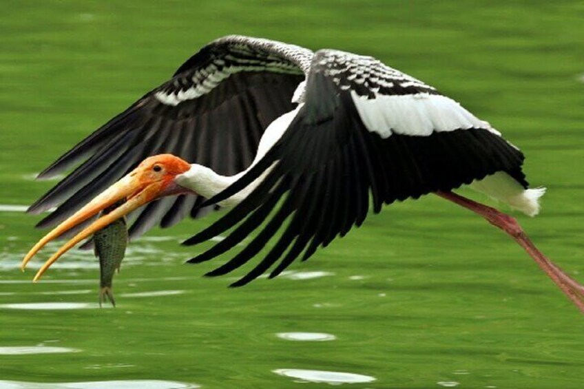 Keoladeo Birds Park Tour From Agra To Jaipur Including Entry & Lunch (Optional)