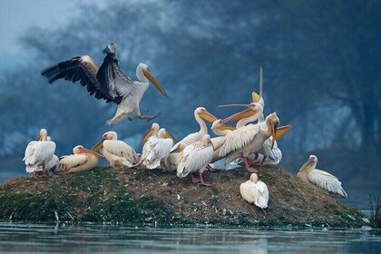 Keoladeo Birds Park Tour From Agra To Jaipur Including Entry