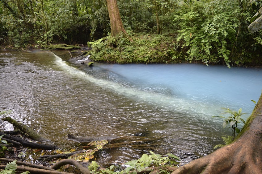 Rio Celeste Day Trip From San Jose