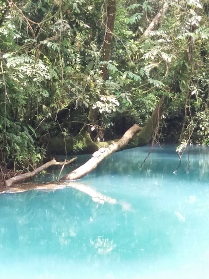 Rio Celeste Day Trip From San Jose