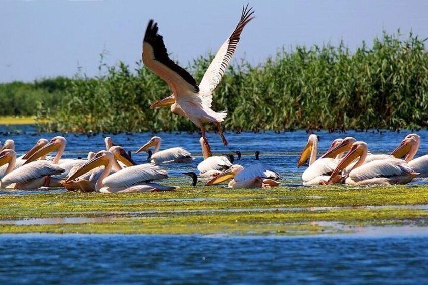 Danube Delta Tour