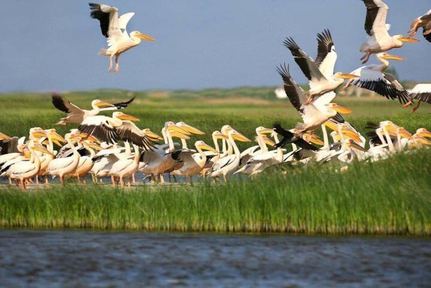 2-Day Private Tour of Danube Delta from Bucharest