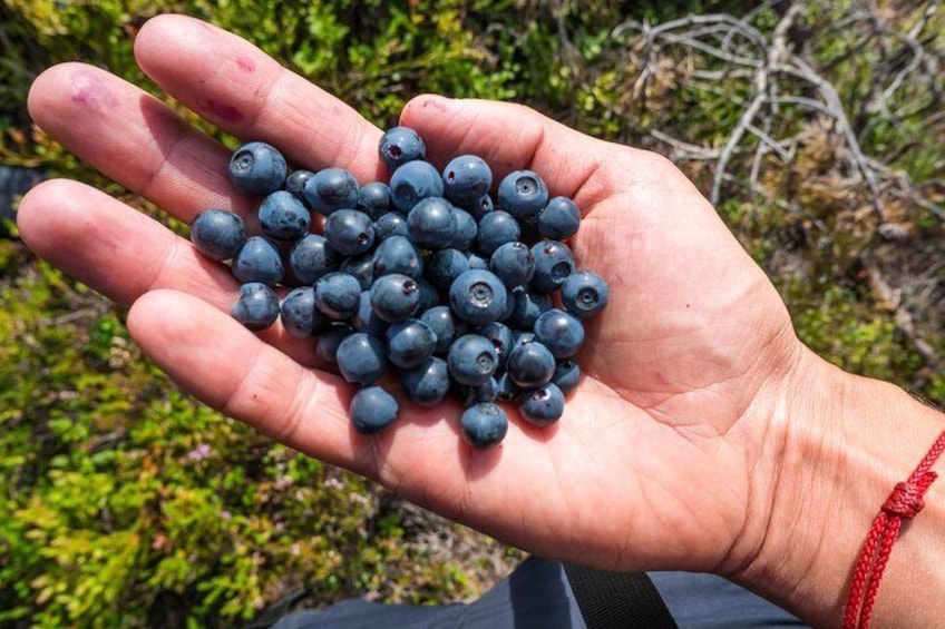 Blueberry picking during lunch break