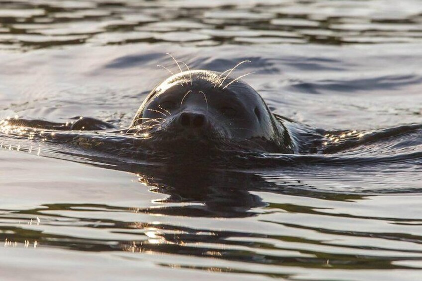Saimaa Seal greets you welcome